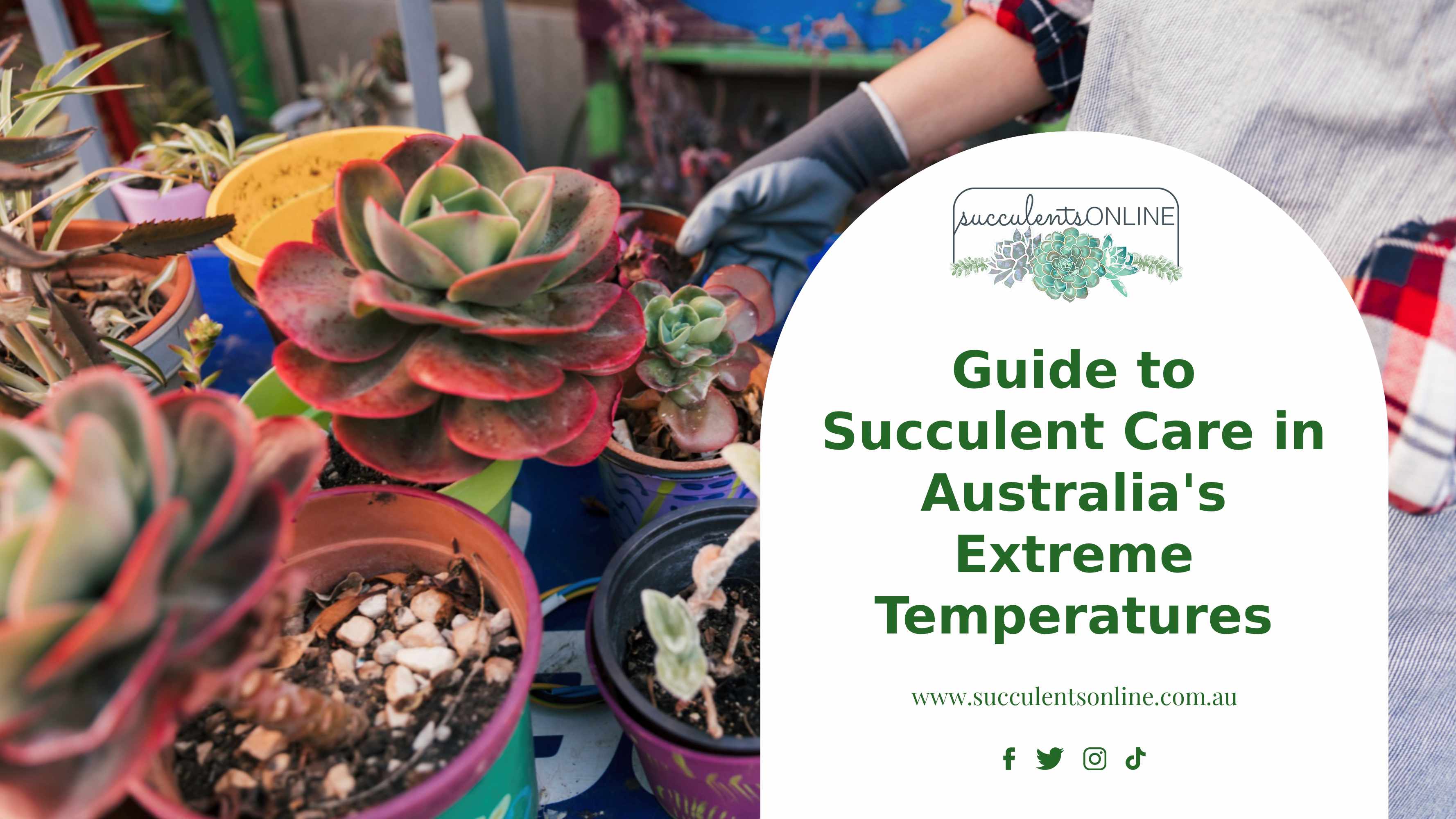 Succulent Care in Extreme Heat Australia | Guide
