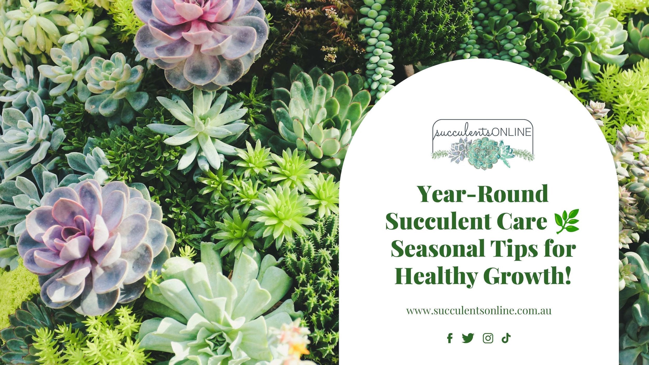 Succulent Care Through the Year | Seasonal Tips for Growth