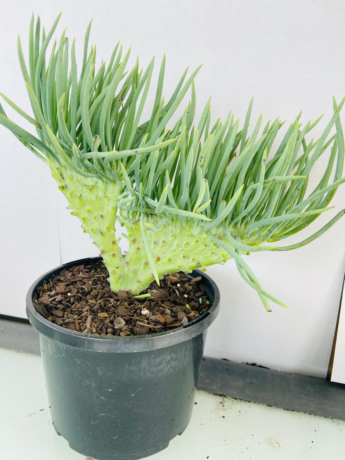 Buy Mermaid Tail | Rare & Exotic Plants