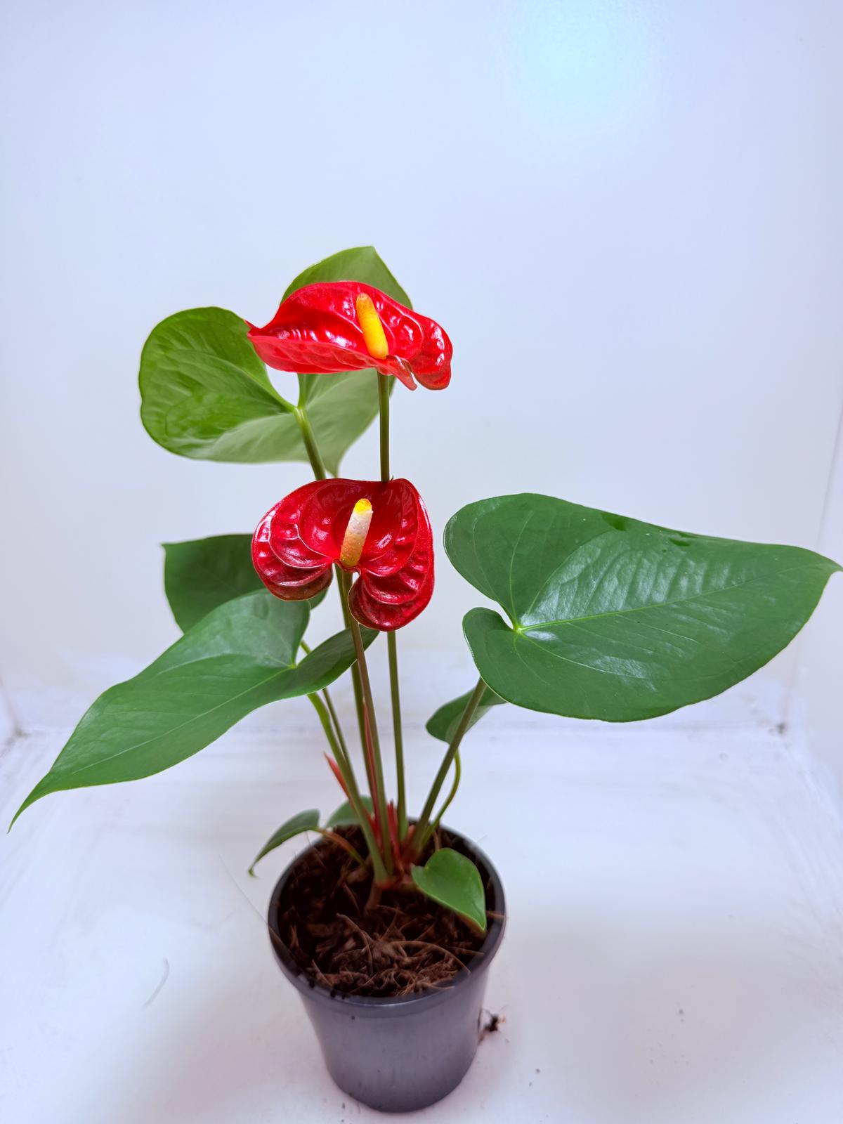 Anthurium Madural