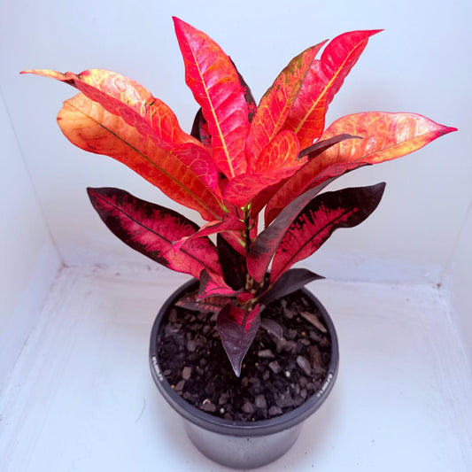 Buy Croton Apple Blossom