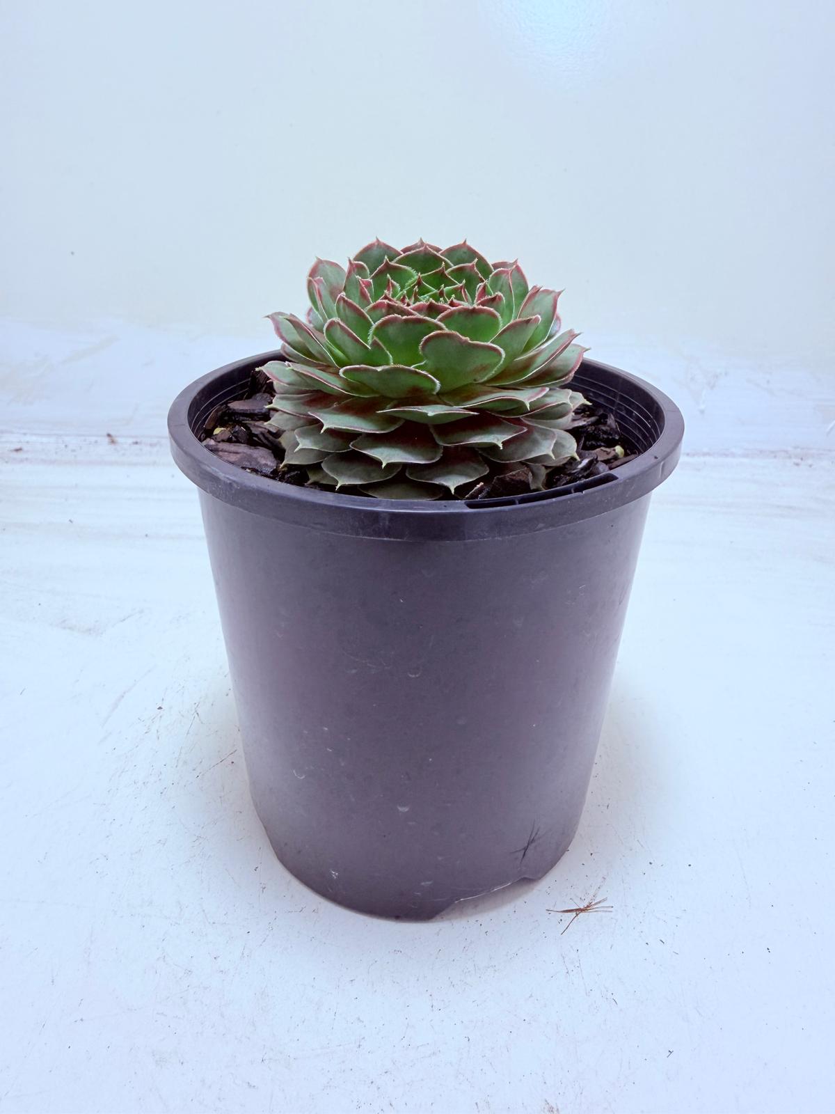 Sempervivum Weighoton Red