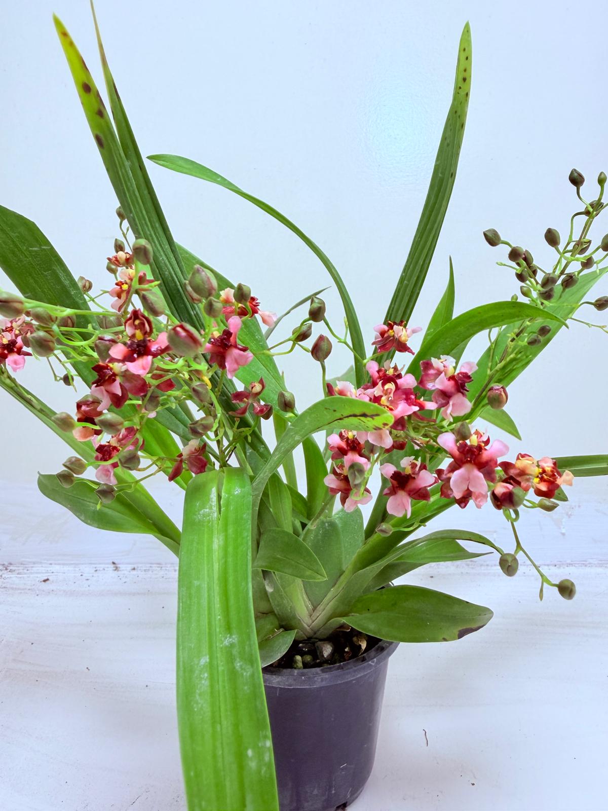 Oncidium Gold Dust ‘WOC Glowing Red MC’