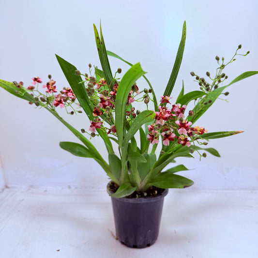 Oncidium Gold Dust ‘WOC Glowing Red MC’