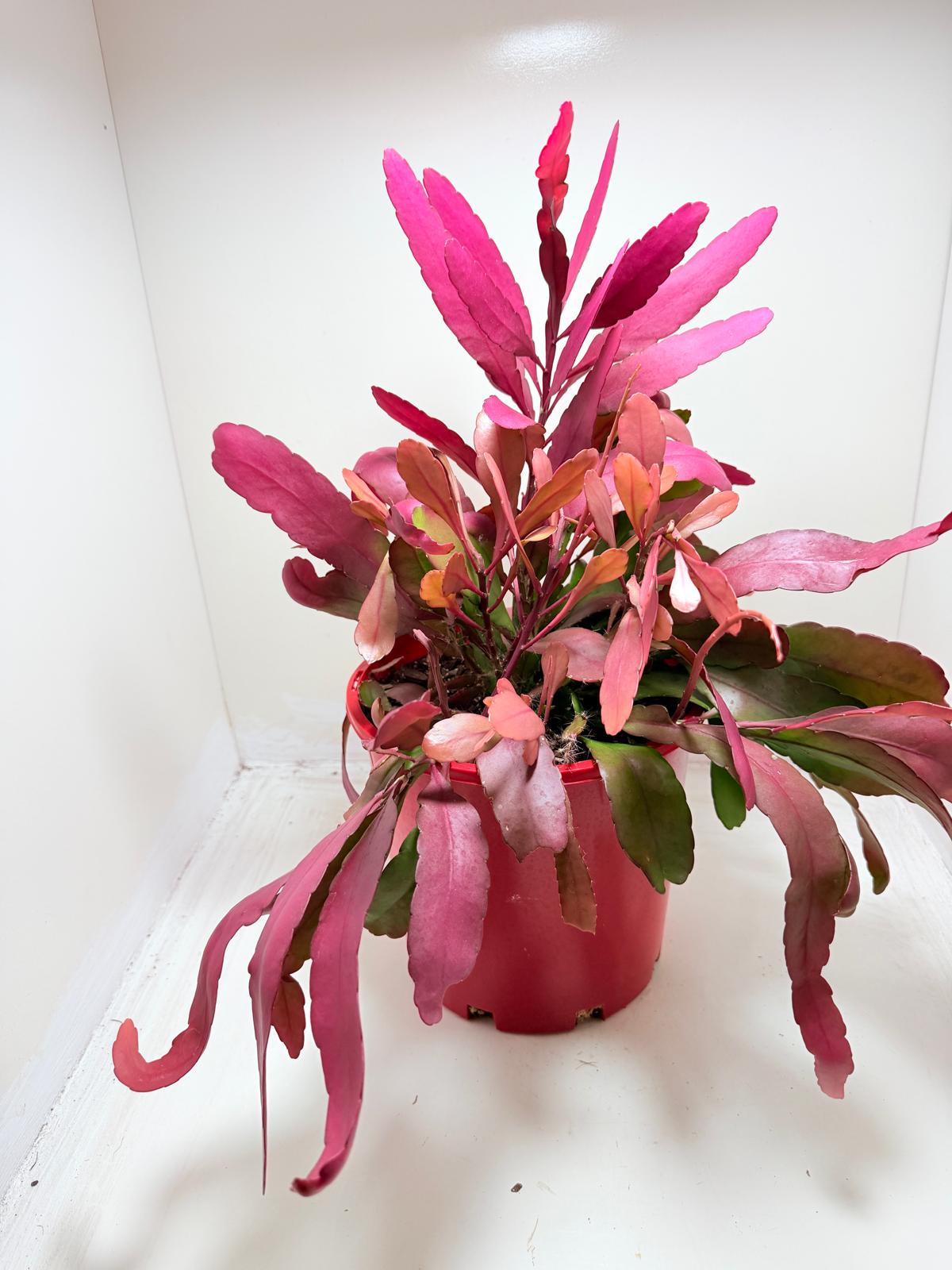 Advanced Rhipsalis Ramulosa Red Coral | Hanging Succulent Plant