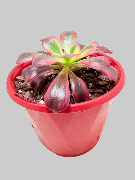 Aeonium Medusa
