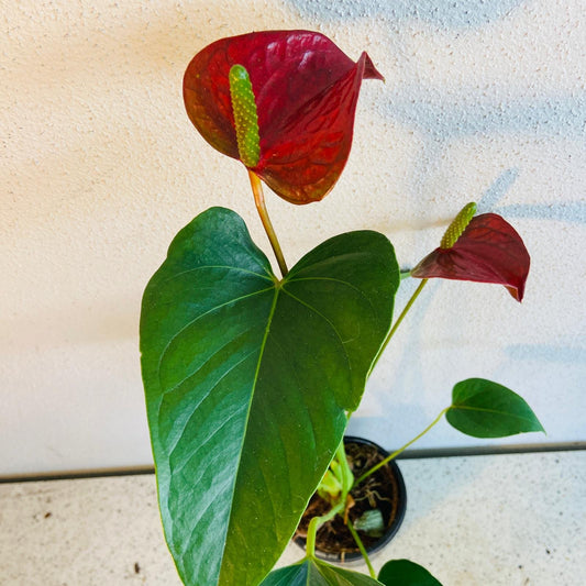 Redbull Anthurium 100mm pot size plant- with pot