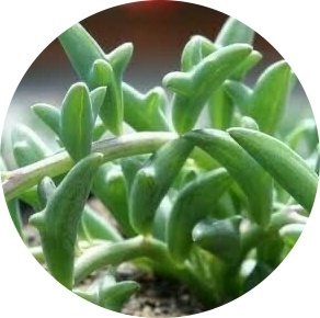 dolphin succulent australia Senecio Dolphin Necklace