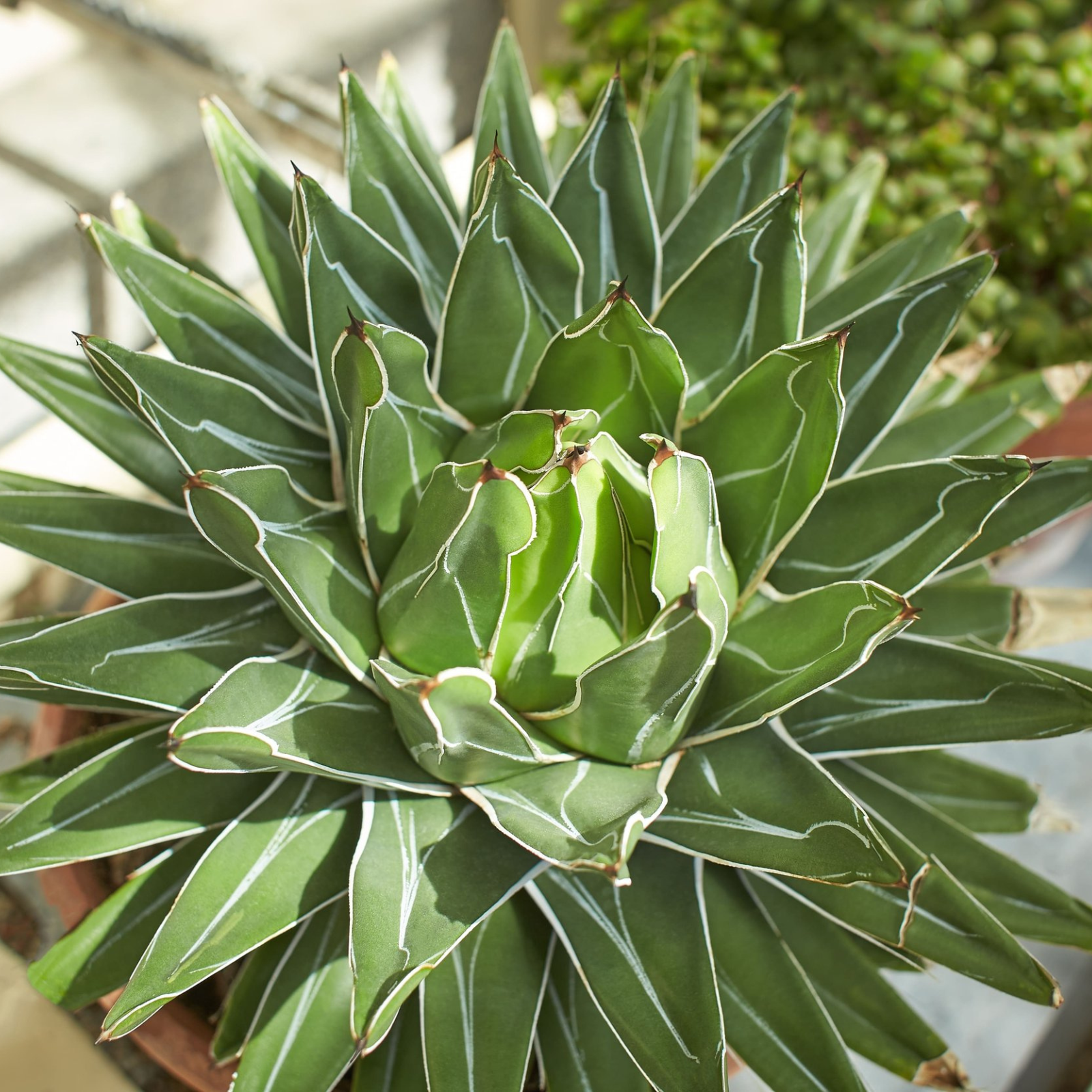 Buy Agave 'Nickelsiae' | Architectural Agave Succulent