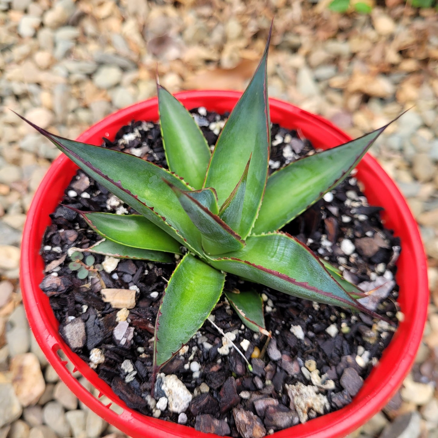 Agave Blue Glow