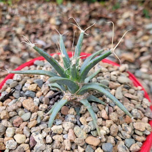 Agave - Leuchtenbergia Principipis 130mm