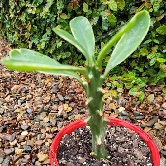 Euphorbia Neriifolia Variegated