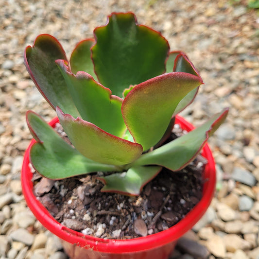 Echeveria Mauna Loa 130mm
