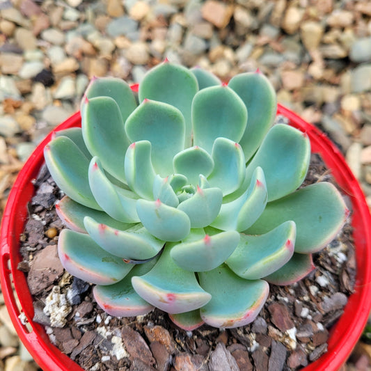 Echeveria Shichifuku Bini 130mm