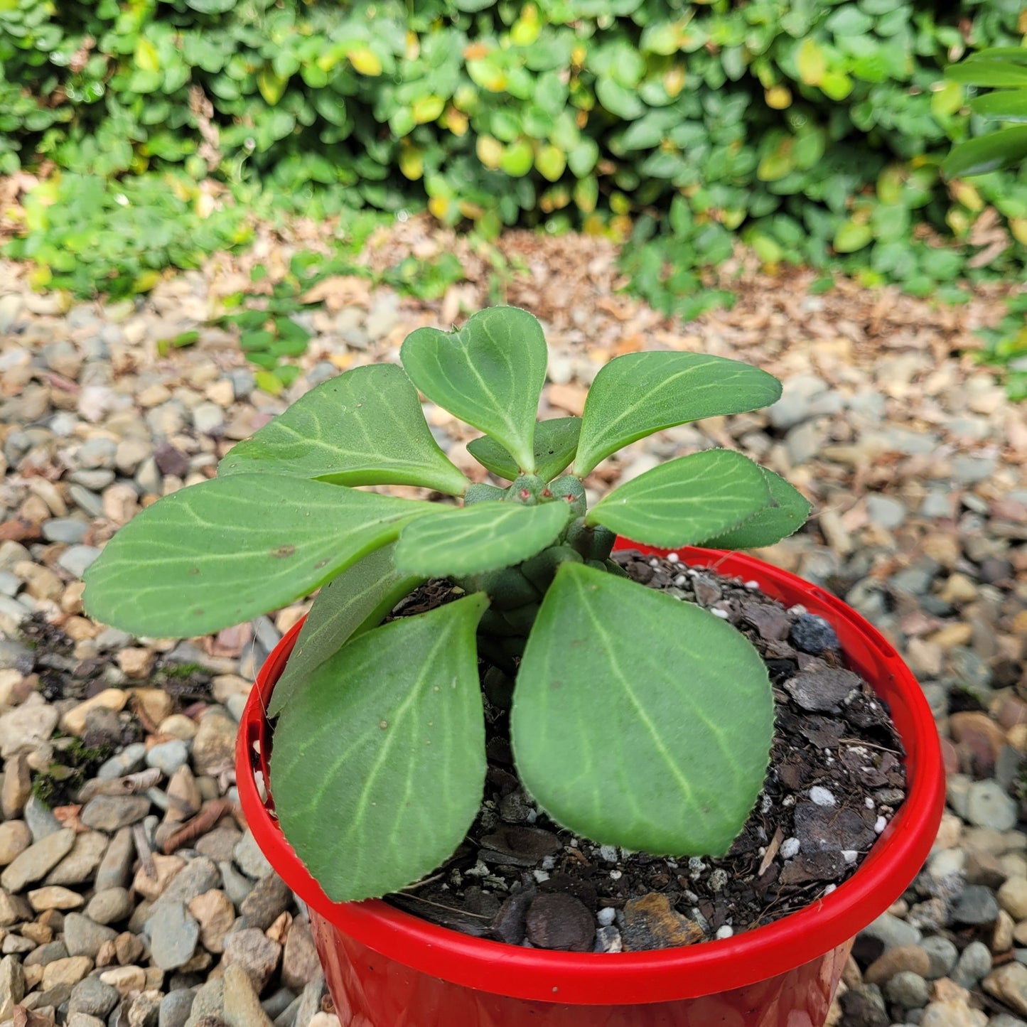 Monadenium Ritchiei (Candelabra Spurge) 130mm