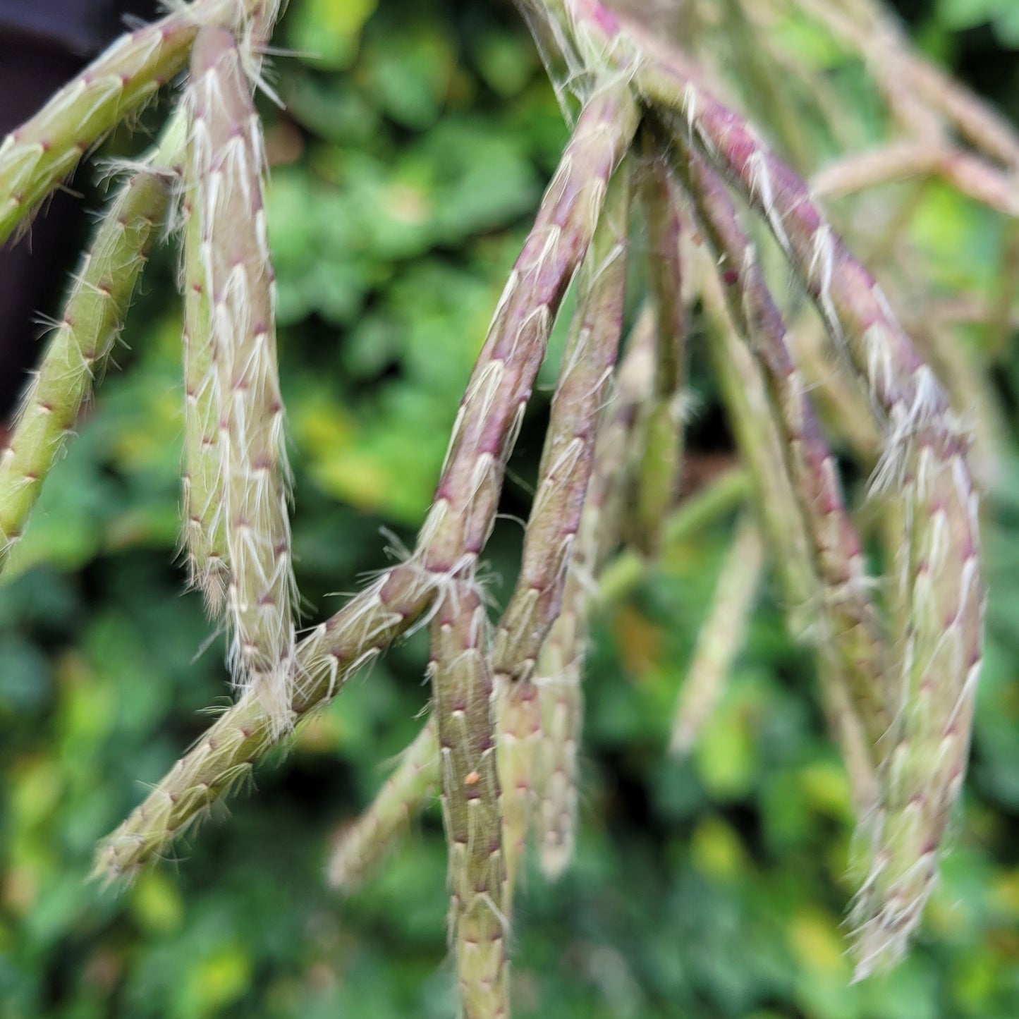 Rhipsalis Pilocarpus - Hairy Mistletoe Cactus