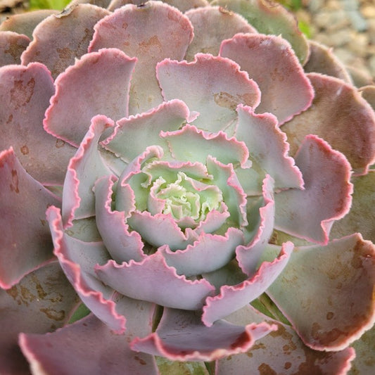 Echeveria Shaviana Hime 130mm
