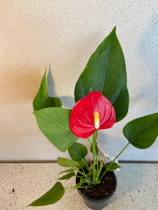 Anthurium Red Victory 190mm