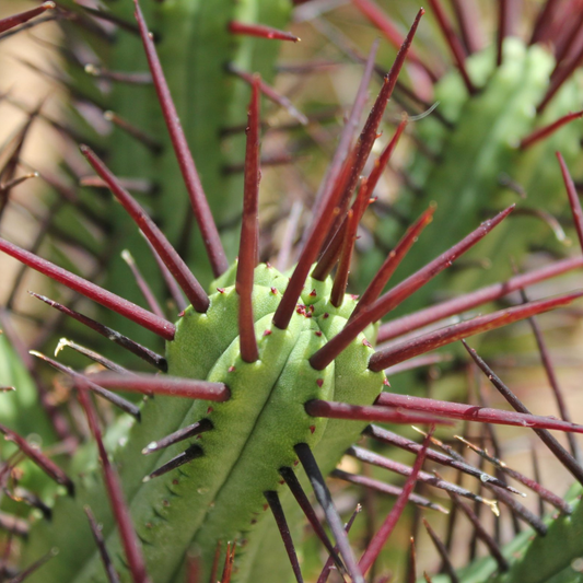 Euphorbia Enopla 130mm