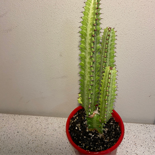 Euphorbia Trigona Green - Cutting