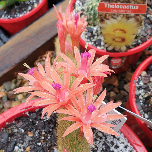 Golden Rat Tail Cacti -Cleistocactus Winteri