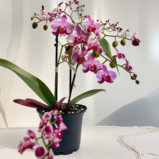 Oncidium Orchid(Jairak Fragrance Bordeaux)
