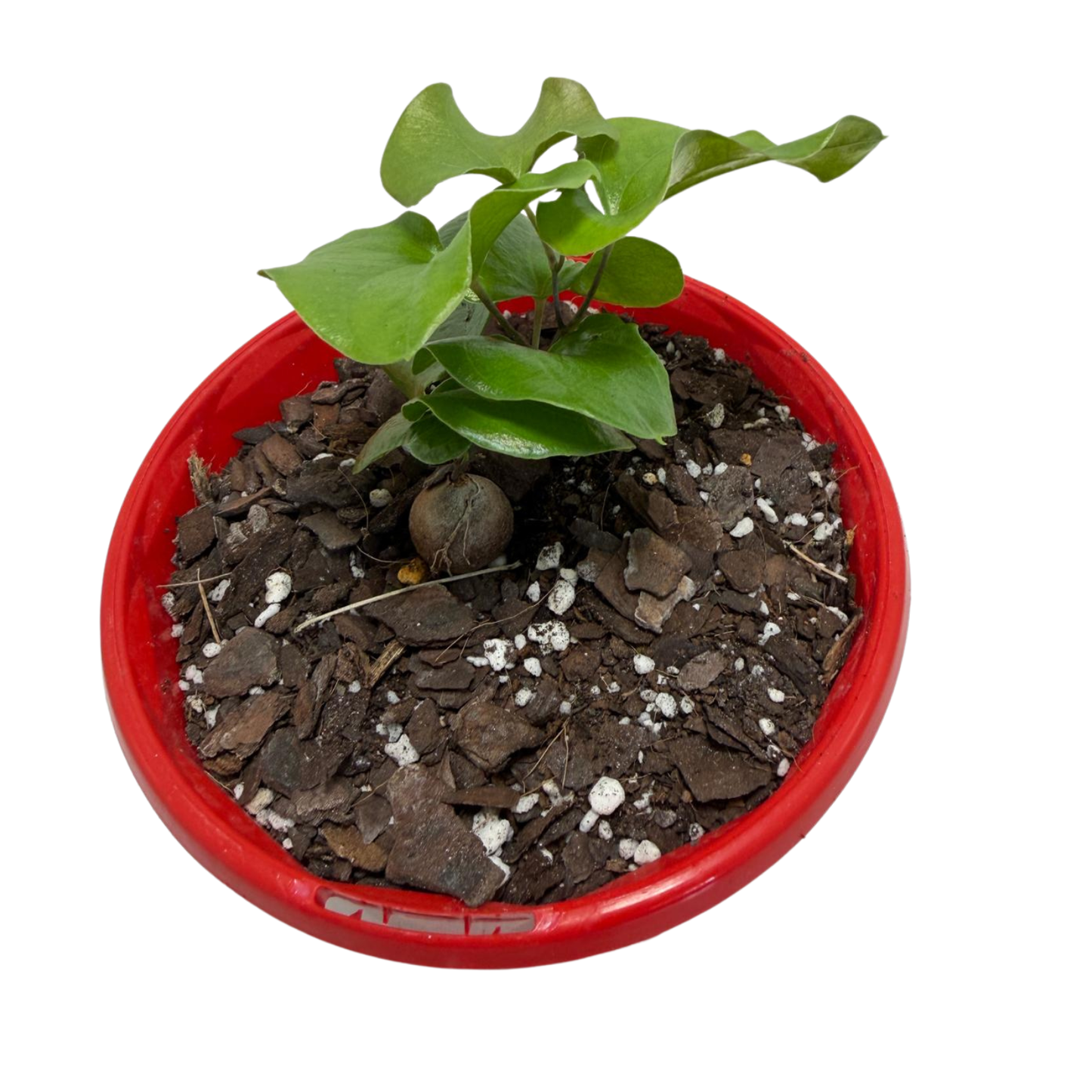 Dioscorea elephantipes - Elephant's Foot 130mm