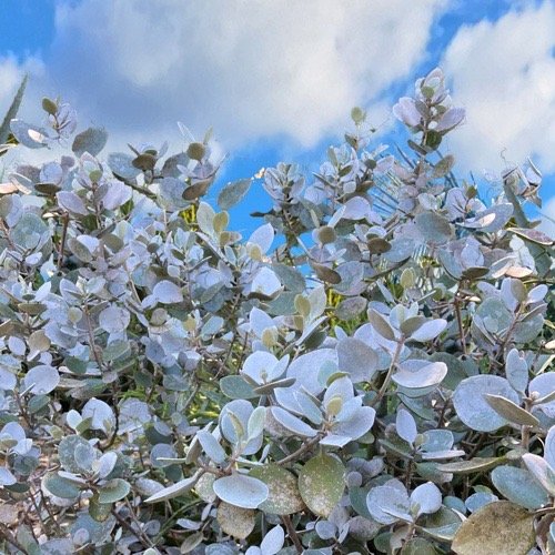 Kalanchoe Silver Spoons (Pre-Order)