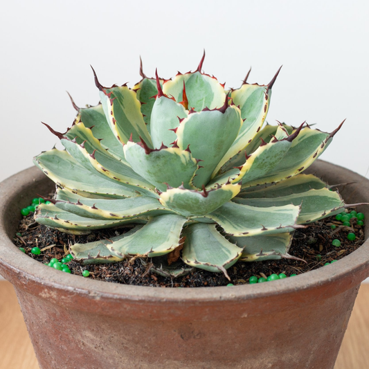 Agave Kissho Kan Variegated