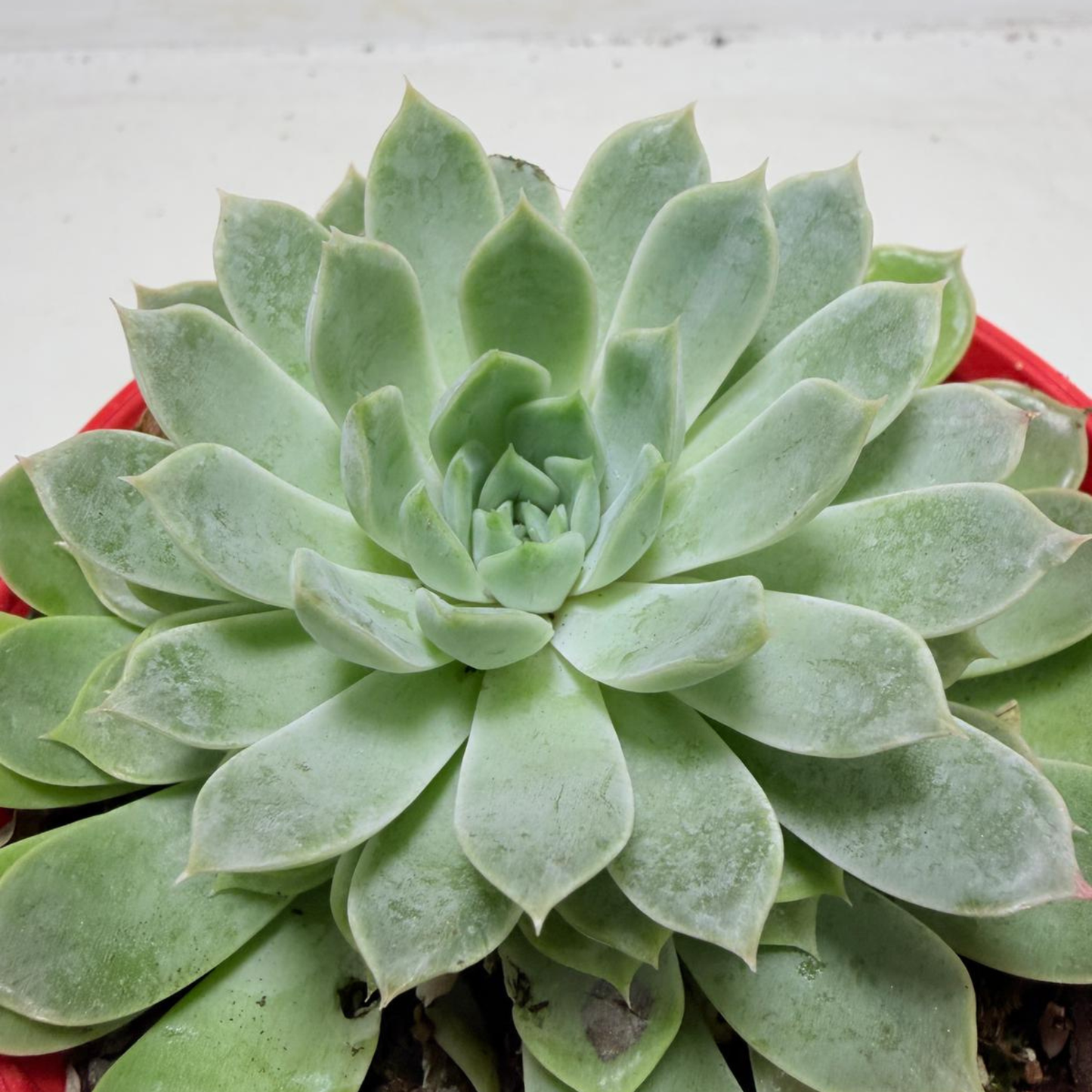 Echeveria Lilac Dream- 130mm pot size