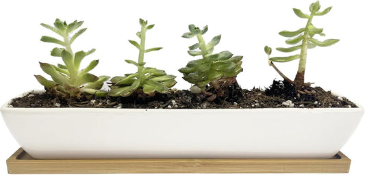 11inch Long Rectangle White Ceramic Succulent Planter Pots/Mini Flower Plant Containers with Bamboo Saucers. Product Size:11x2.36x1.77inch,not Include The Plant. (Long Rectangle)