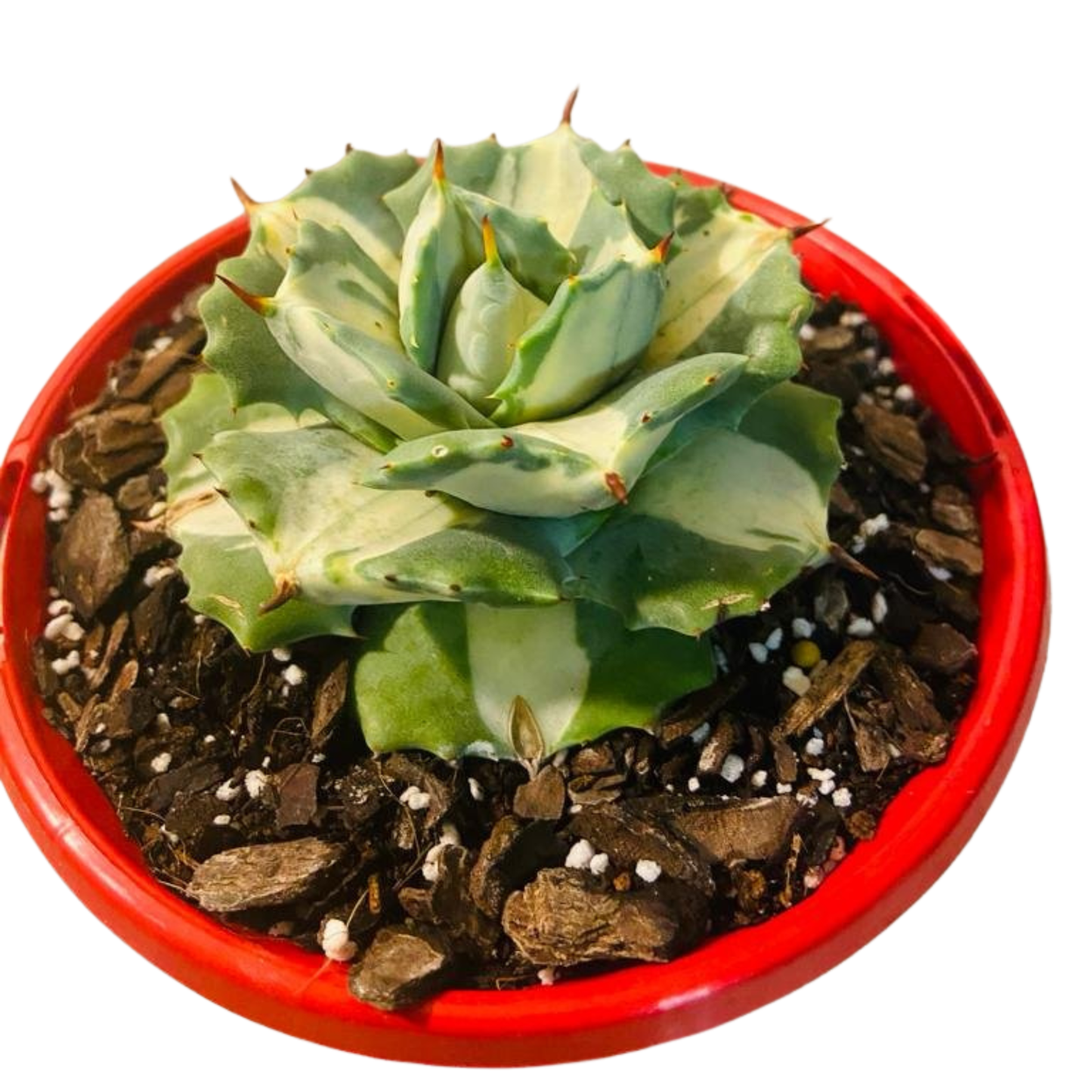 Agave Isthmensis Oji Raijin 130mm