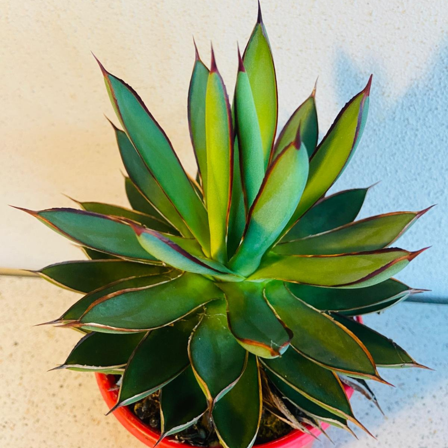 Agave Burnt Burgundy