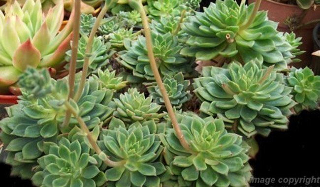 Echeveria Marcus 130mm