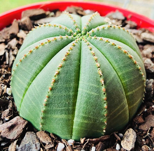 Euphorbia Obesa-130mm