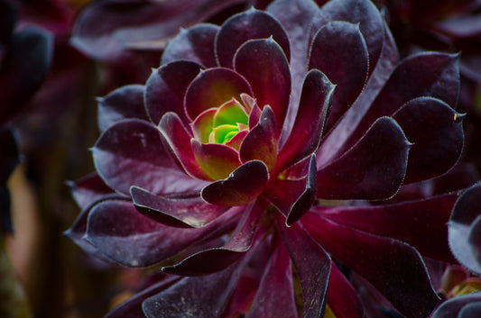 Aeonium 'Atropurpureum' (Purple Aeonium)-130mm