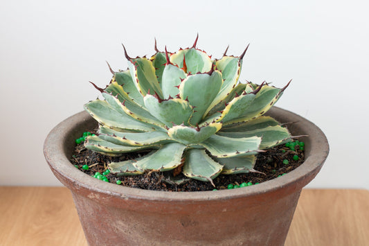Agave Kissho Kan Variegated