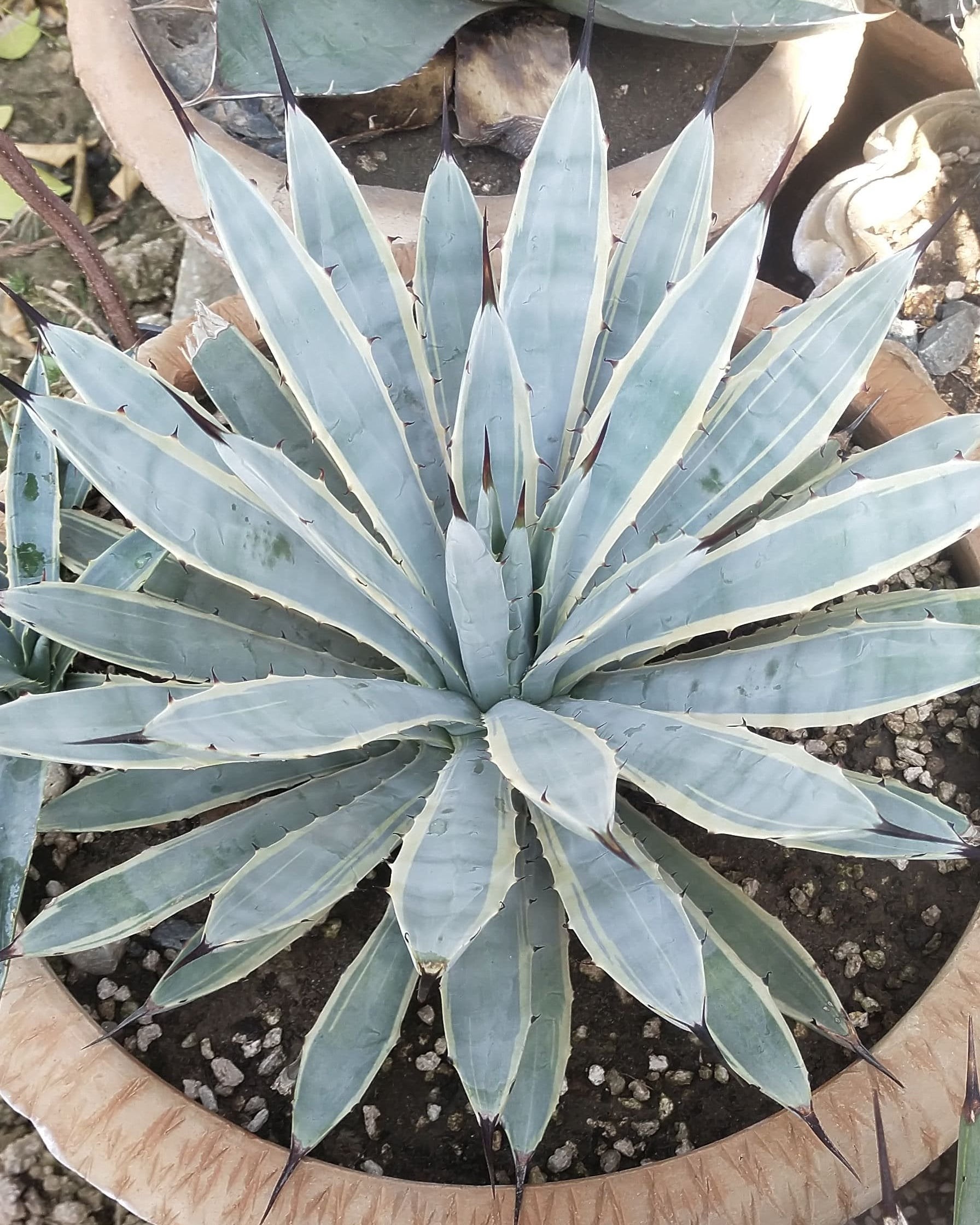 ribbon succulent plant Agave Macrocantha Blue Ribbon