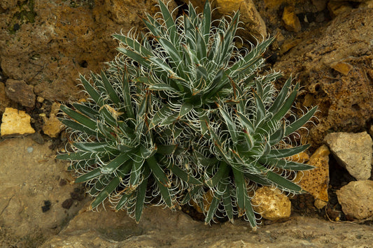 Agave Parviflora 130mm