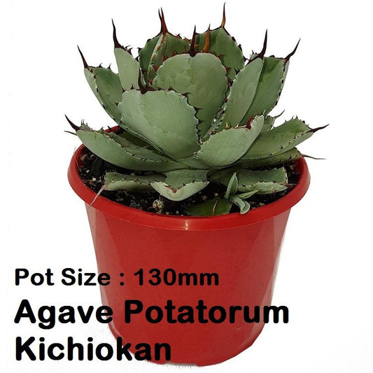 Agave Buster Pack - 2