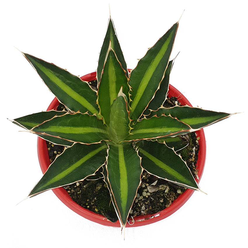 Agave Splendida 130mm