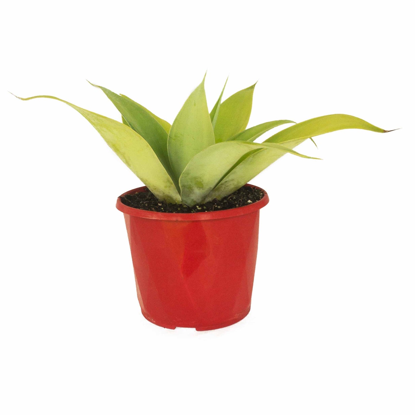 Agave Attenuata Kara's Stripes 130mm