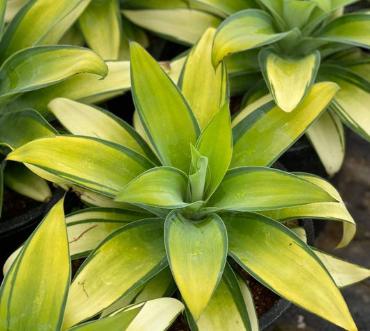 Agave Attenuata Kara's Stripes 130mm