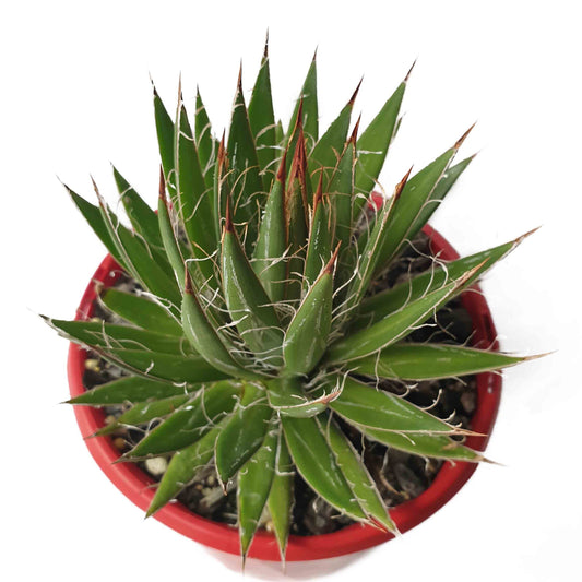 Agave filifera 130mm