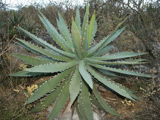 Agave Xylonacantha