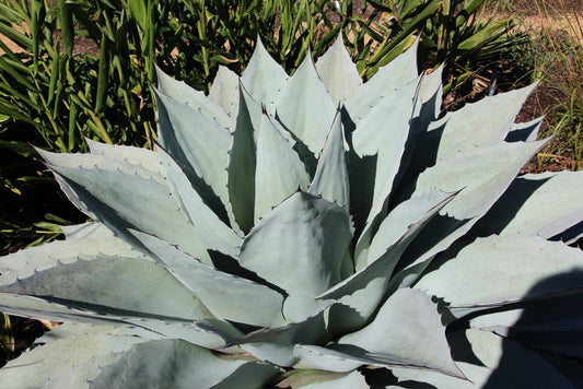 Agave Ovatifolia Vanzie