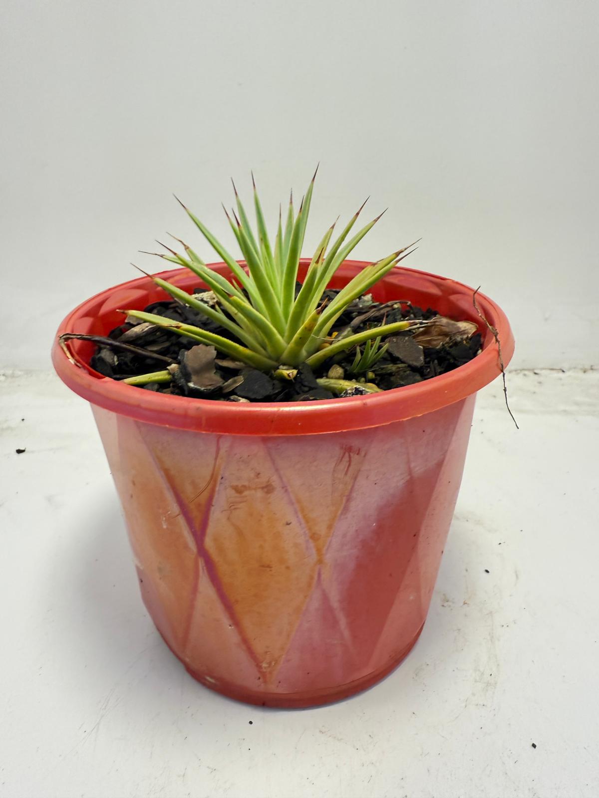 Agave stricta Nana | 130mm