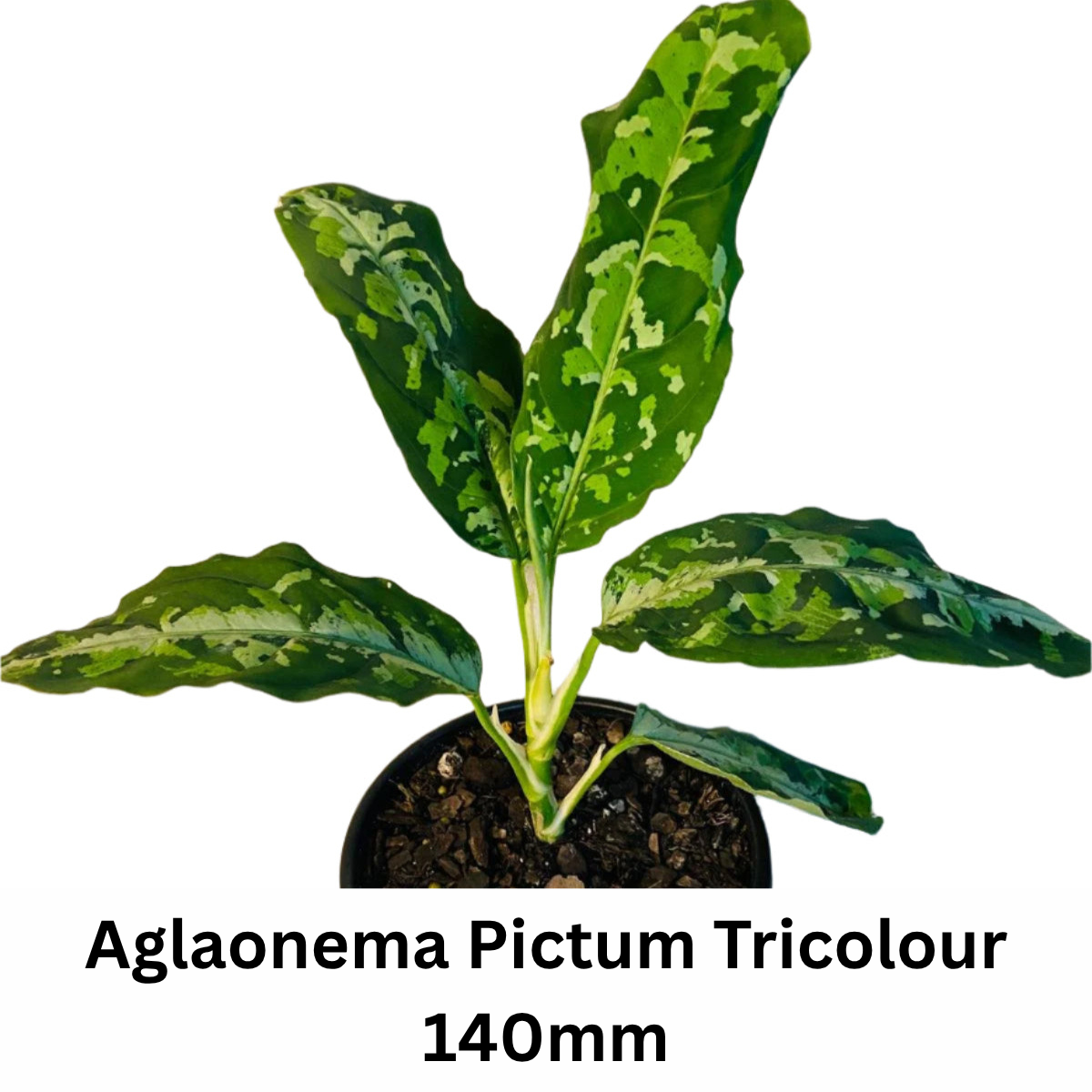 Indoor Plant Buster Pack