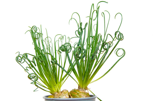 Albuca Spiralis 130mm