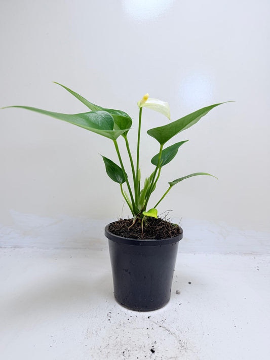 Anthurium Alpine - 100mm with pot